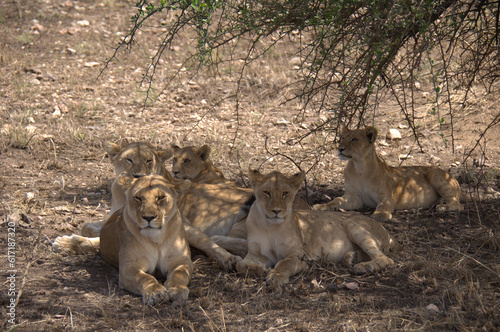 lioness band