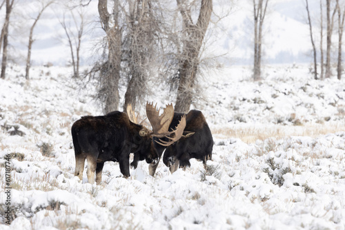 two moose in winter