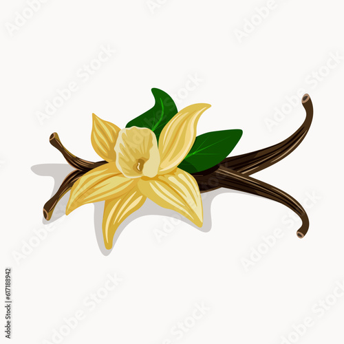 Vanilla pods and flower sets, isolated on the white background, vector illustration.