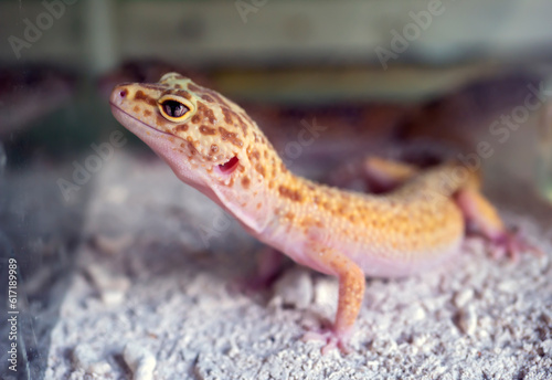 Close up of a cute small yellow gecko (Gekko gecko)