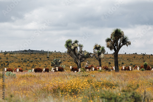 herd of cows grazing