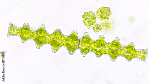 A unique shape freshwater microalgae, Pleurotaenium nodosum. Live cell. 40x objective lens. Stacked photo photo