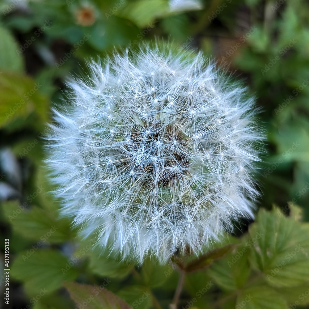Fototapeta premium White dandelion seed head macro against green background