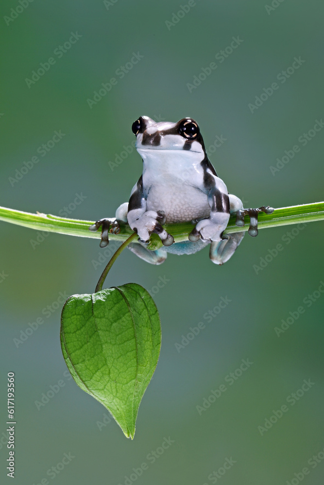 Amazon Milk Frog (Trachycephalus resinifictrix) or Mission GoldenEyed