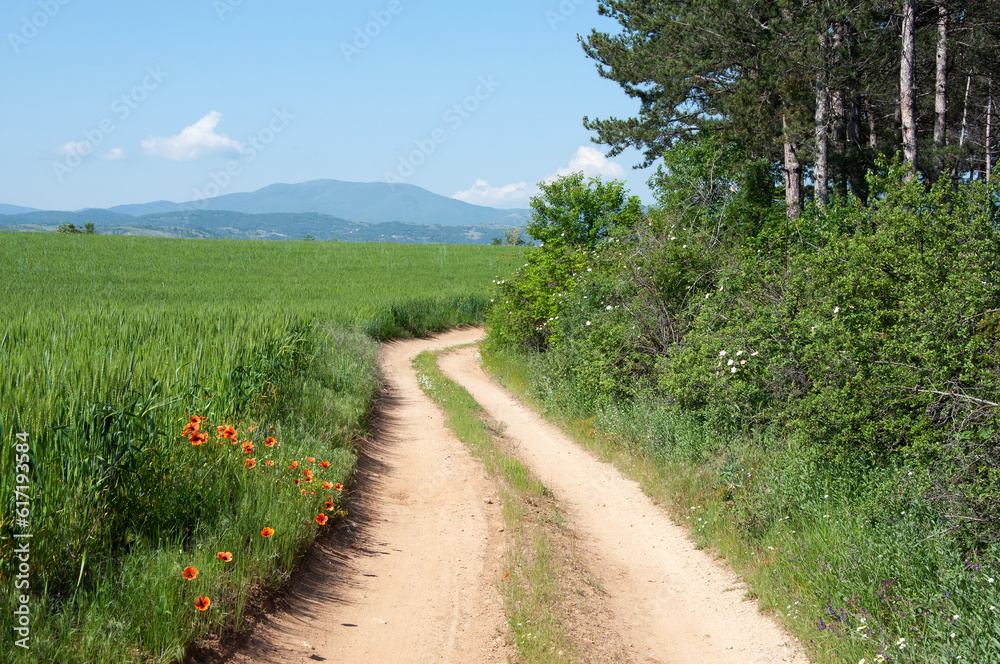 Country summer landscape, dirt road along the forest