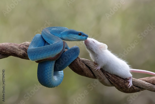 "Best friend". Blue White-lipped pit viper (Trimeresurus insularis) is venomous pit vipers and endemic species in Indonesia.