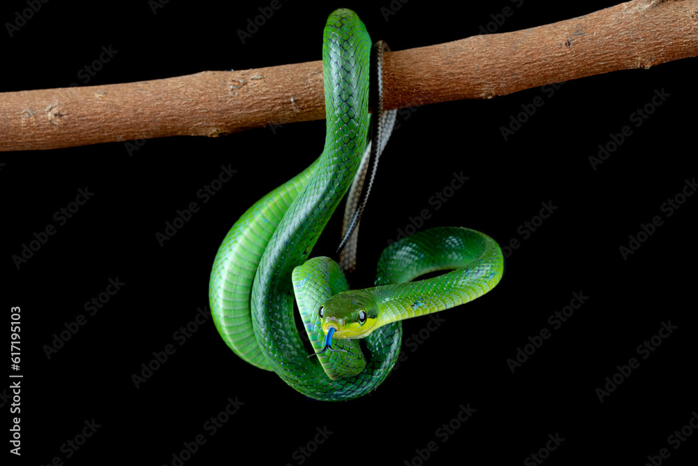 Obraz premium The Red-tailed Green Rat Snake (Gonyosoma oxycephalum, also known as arboreal ratsnake and red-tailed racer) is a species of snake found in Southeast Asia.