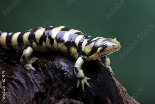 The Tiger Salamander (Ambystoma tigrinum) is one of the largest terrestrial salamanders in North America.