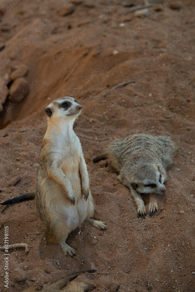 Fototapeta premium meerkat on the lookout