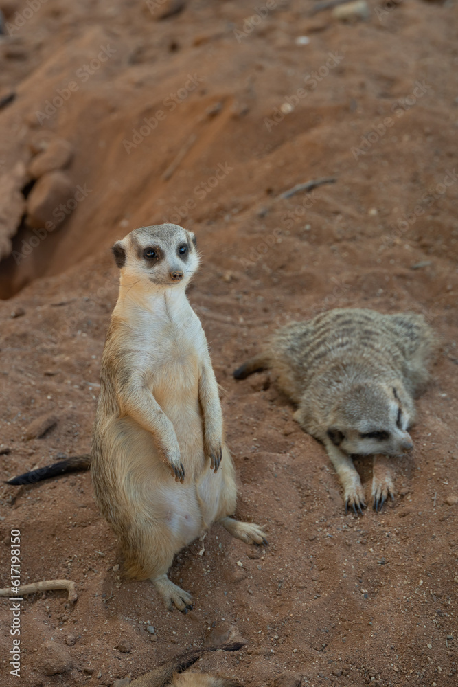 Fototapeta premium meerkat on the lookout