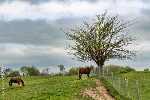 Horse resting under flowering tree.