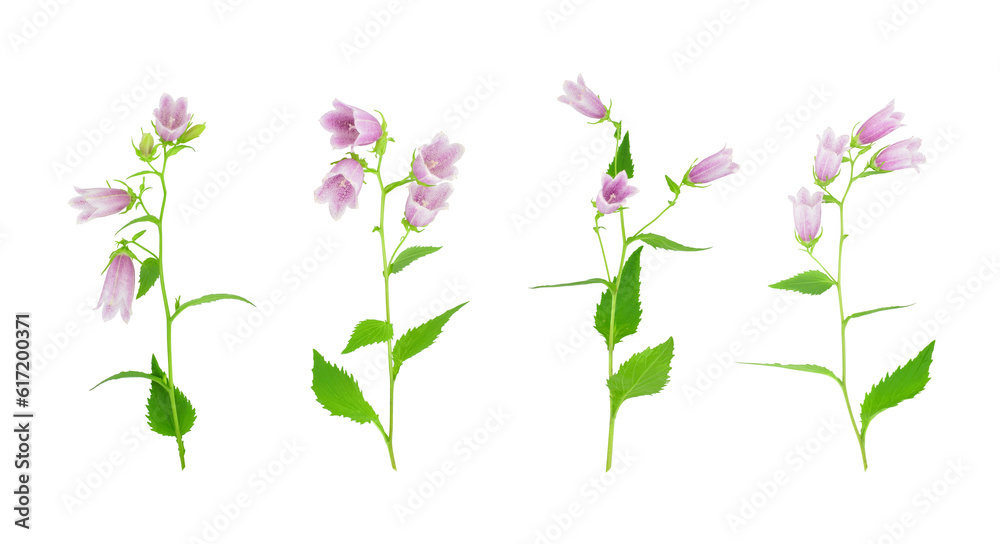 Set of purple bellflowers isolated on transparent background. Campanula punctata or spotted bellflower.
