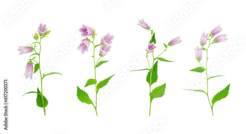 Set of purple bellflowers isolated on transparent background. Campanula punctata or spotted bellflower.