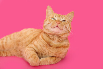 Cute ginger cat lying on pink background