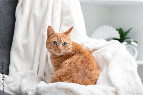 Cute ginger cat lying on plaid at home