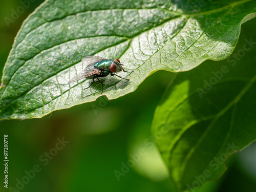 bug on leaf © Brent Barnsdale