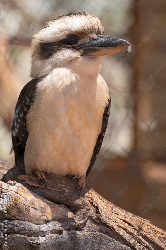 Fototapeta premium Laughing kookaburra bird close-up