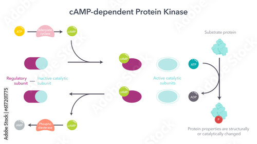 cAMP dependent protein kinases scientific vector illustration photo