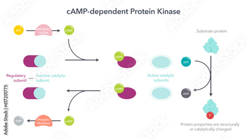 cAMP dependent protein kinases scientific vector illustration