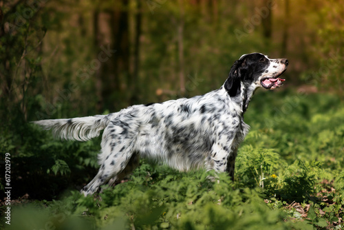 Foto A young beautiful dog of the English Setter breed stands in a rack in the forest in the rays of the morning sun