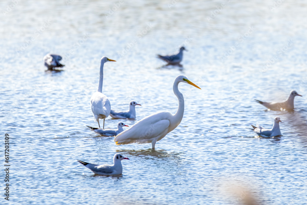 Fototapeta premium Great Egrets in Longfeng wetland of Daqing city Heilongjiang province, China.