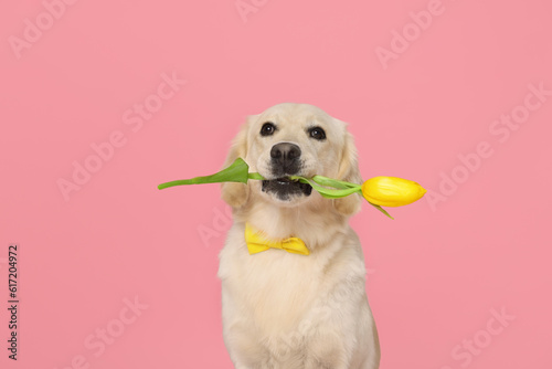 Cute Labrador Retriever dog holding yellow tulip flower on pink background