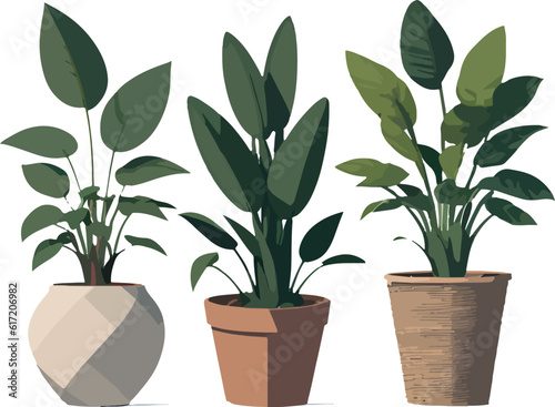 Gorgeous and cuteness plants in flower pot