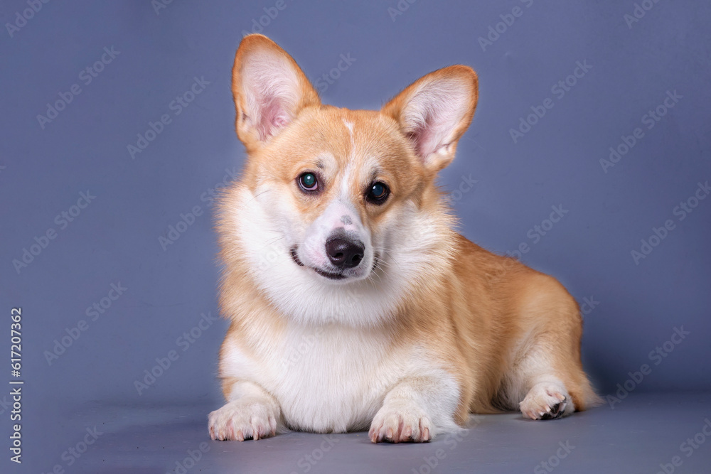 Portrait of a cute lying corgi puppy