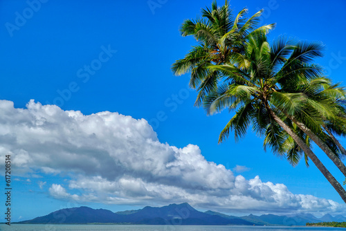 Cardwell in North Queensland Australia Coconut trees on the foreshore