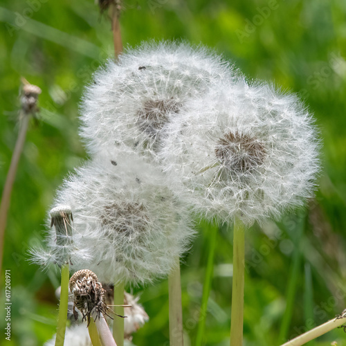 Dandelions in the Slocum River Reserve, Dartmouth, Massachusetts photo