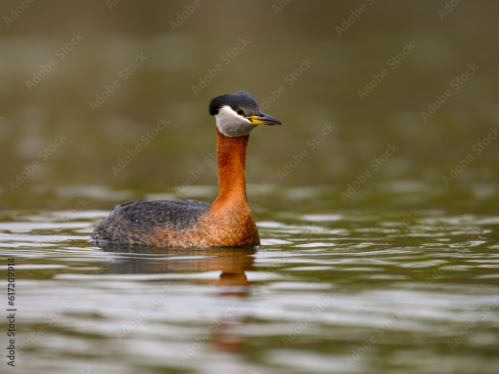 Red Necked Grebe swimming in dark water Red Necked Grebe swimming in dark water