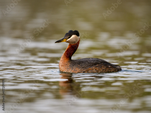 Red Necked Grebe swimming in dark water