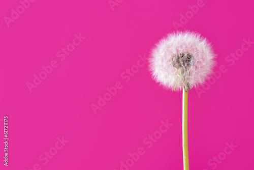 White dandelion on pink background  closeup