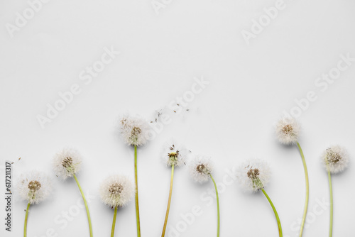 Composition with beautiful dandelion flowers and seeds on white background