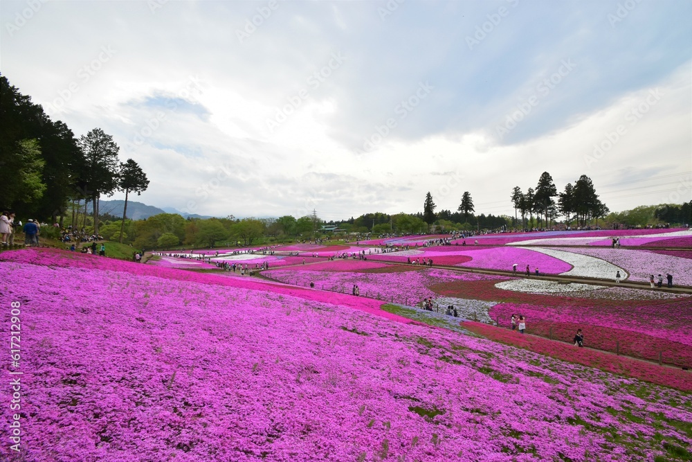 Fototapeta premium 秩父・羊山公園の一面に広がる、美しい芝桜