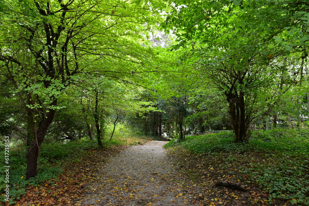 Obraz premium ヨーロッパ・ウィーンの小道、雨上がりの緑