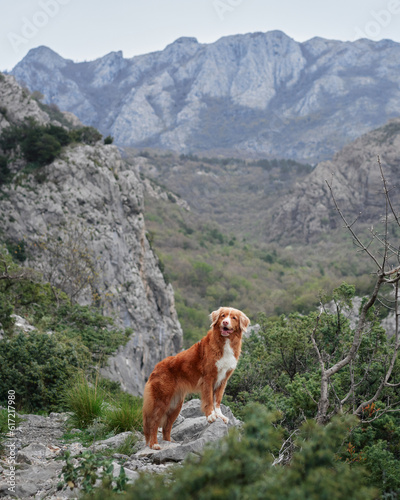 Fototapeta Naklejka Na Ścianę i Meble -  Red dog in the mountains, hiking with a pet. Nova Scotia duck tolling retriever in nature against the background of green trees