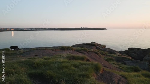 Cat tracking on the shore at dawn, panoramic sunrise view photo