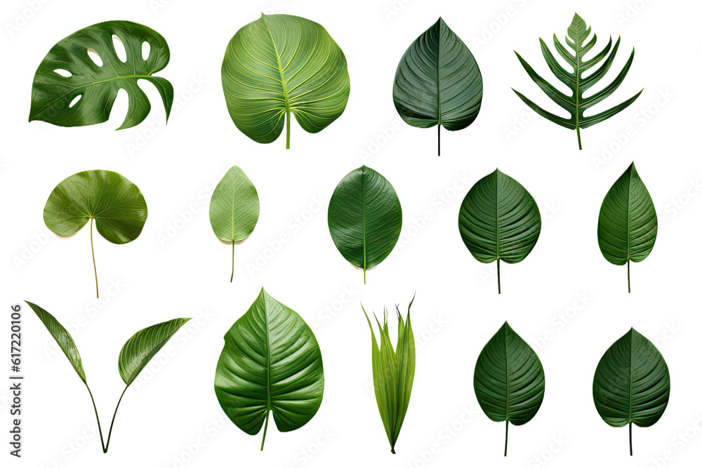 Natural of Tropical green leaves of leaf isolated on transparent png background, varies different of plant botanical, with Generative Ai. Natural of Tropical green leaves of leaf isolated on transparent png background, varies different of plant botanical, with Generative Ai.