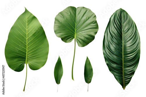 Natural of Tropical green leaves of leaf isolated on transparent png background  varies different of plant botanical  with Generative Ai.