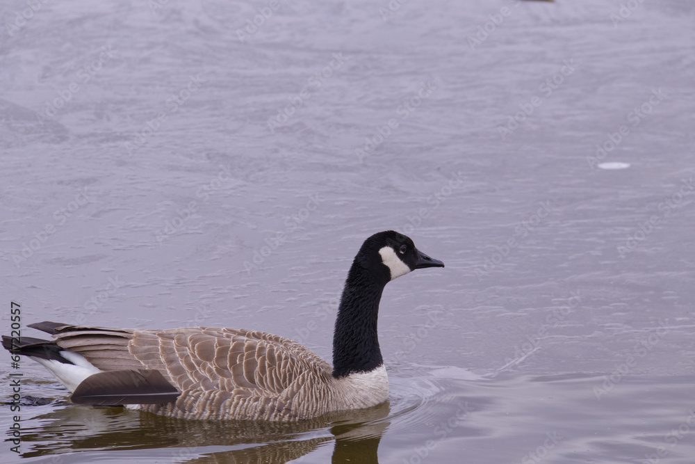 Canada Goose in the Water Canada Goose in the Water