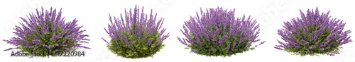 Set of lavender flowers with isolated on transparent background. PNG file, 3D rendering illustration, Clip art and cut out
