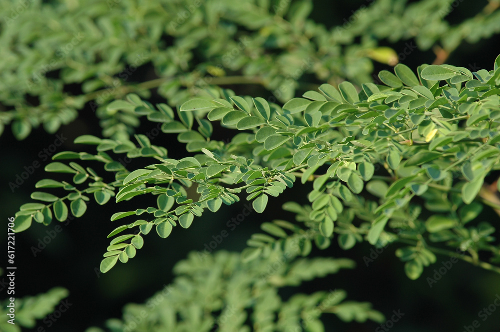 Fototapeta premium herbal plant, known as daun kelor 
