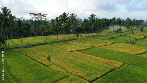rice field  mancingan village  near ubud bali