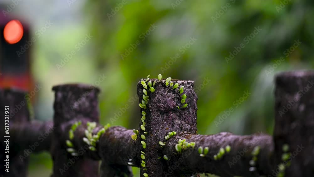 There are some green plants on the railway railing. Close-up of a moving train. Along the Pingxi line, there are river valleys, potholes and waterfalls. Taiwan There are some green plants on the railway railing. Close-up of a moving train. Along the Pingxi line, there are river valleys, potholes and waterfalls. Taiwan