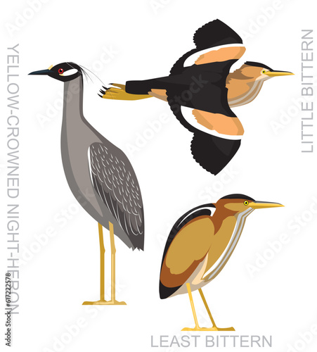 Cute Bittern Night Heron Set Cartoon Vector