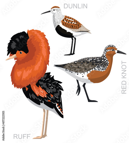 Cute Ruff Red Knot Dunlin Sandpiper Set Cartoon Vector