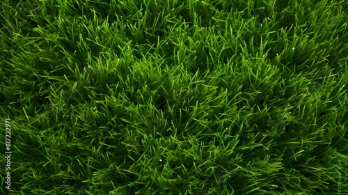 Green grass background texture