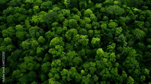 Aerial top view of lush green forest