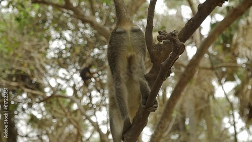 Small Sabaeus monkey close up in a tree with focus on its tail. photo